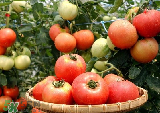 青西紅柿放紅了能吃嗎？青西紅柿放熟了能吃嗎？