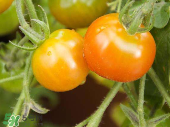 青西紅柿放紅了能吃嗎？青西紅柿放熟了能吃嗎？