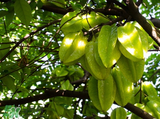 楊桃可以放冰箱嗎？楊桃怎么保存