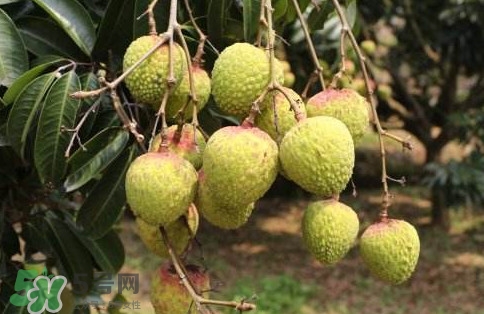 增城荔枝多少錢一斤？增城荔枝哪里的最好吃