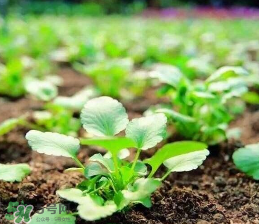 可輕減肥膠囊有效果嗎？可輕減肥膠囊怎么樣？