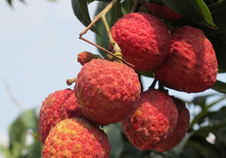 掛綠荔枝什么時候上市？掛綠荔枝什么時候成熟