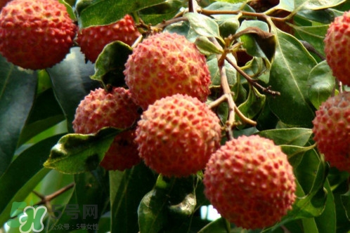 增城荔枝多少錢一斤？增城荔枝哪里的最好吃