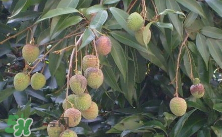 黑葉荔枝有什么特點？黑葉荔枝的功效