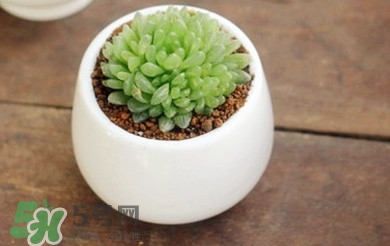 多肉植物怎么養(yǎng)？多肉植物多久澆一次水