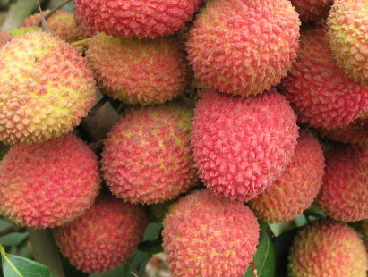 一顆掛綠荔枝樹大概產量多少？掛綠荔枝與妃子笑荔枝區(qū)別