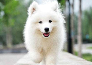 薩摩耶貪吃嗎？薩摩耶為什么貪吃？