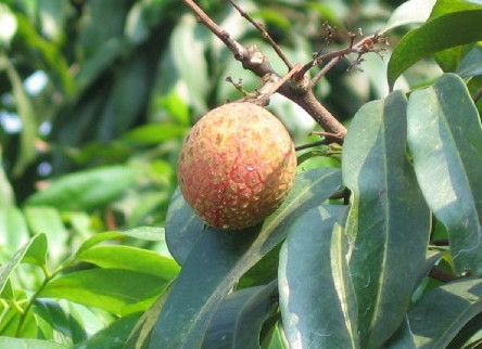 增城荔枝什么時(shí)候成熟？增城的荔枝品種有哪些？