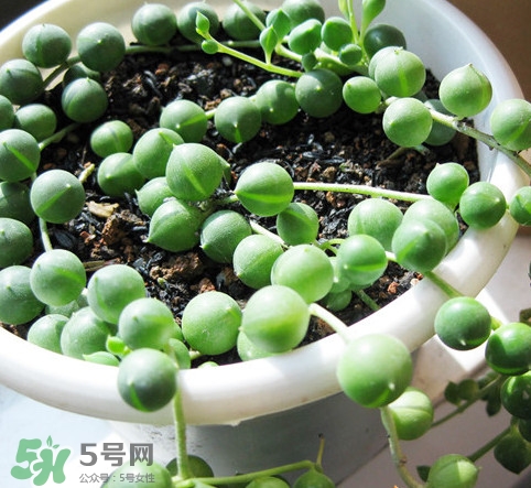 多肉植物能吃嗎？多肉植物哪些可以吃