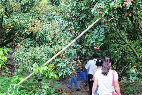 從化荔枝品種有哪些？從化哪里可以摘荔枝