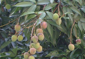 黑葉荔枝有什么特點(diǎn)？黑葉荔枝的功效