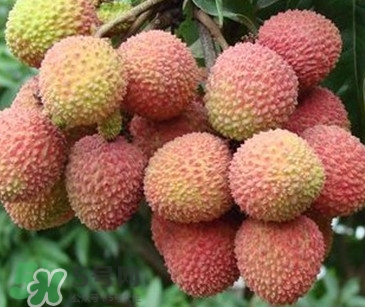 增城哪里可以摘荔枝？增城哪里有荔枝摘