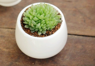 多肉植物怎么養(yǎng)？多肉植物多久澆一次水