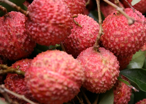 增城荔枝什么時(shí)候成熟？增城的荔枝品種有哪些？