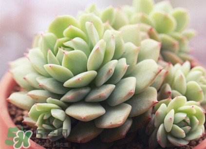 多肉植物能吃嗎？多肉植物哪些可以吃