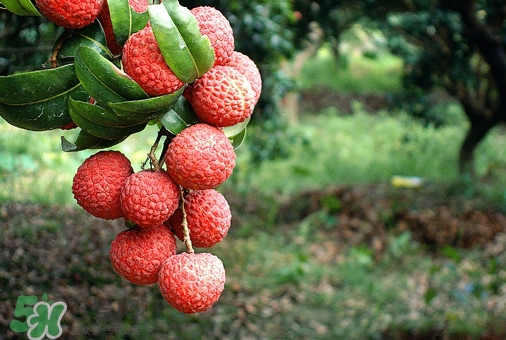 從化荔枝幾月熟？從化荔枝什么時候成熟