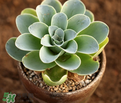 多肉植物怎么養(yǎng)？多肉植物多久澆一次水