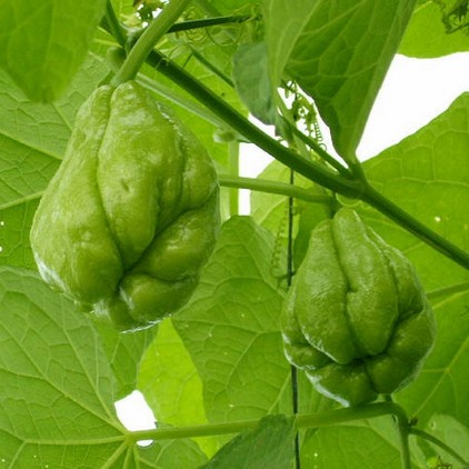 佛手瓜是涼性還是熱性？佛手瓜是什么樣子？