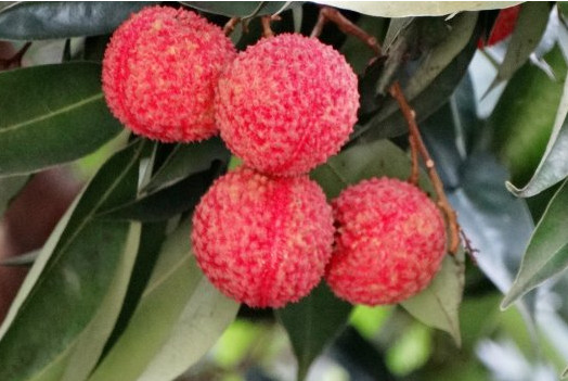 增城荔枝什么時(shí)候成熟？增城的荔枝品種有哪些？