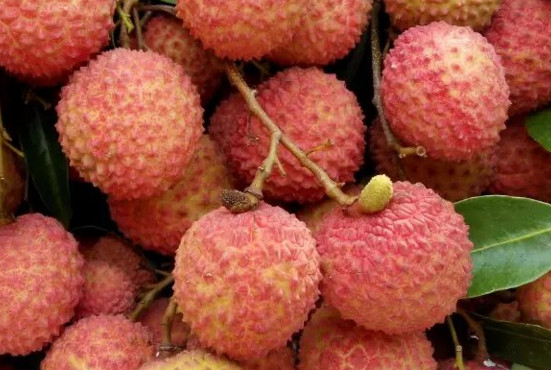 增城荔枝什么時(shí)候成熟？增城的荔枝品種有哪些？