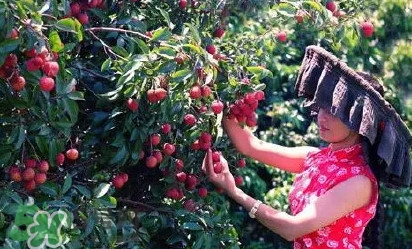 從化荔枝品種有哪些？從化哪里可以摘荔枝