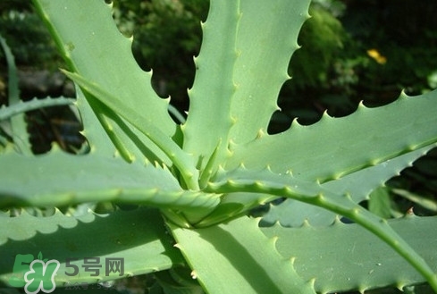 多肉植物能吃嗎？多肉植物哪些可以吃