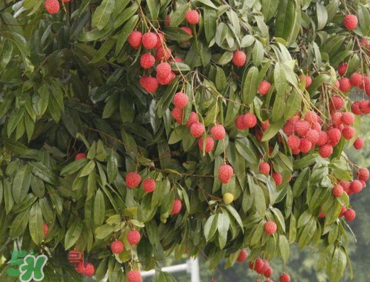 掛綠荔枝為什么這么出名？掛綠荔枝的由來(lái)和傳說(shuō)