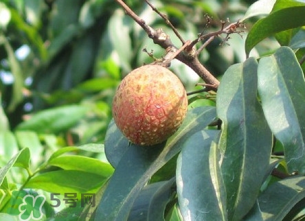 增城哪里可以摘荔枝？增城哪里有荔枝摘