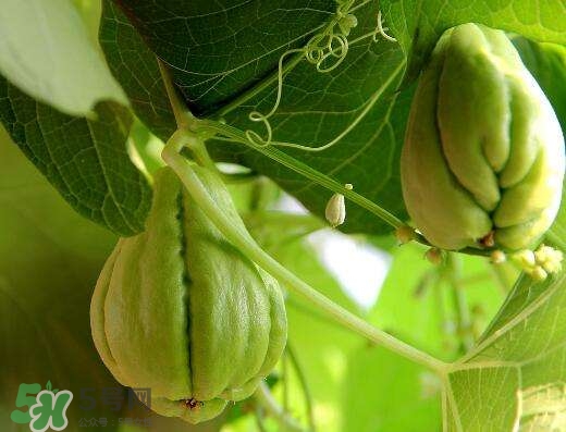 佛手瓜有沒有毒？佛手瓜吃了會(huì)致癌嗎？