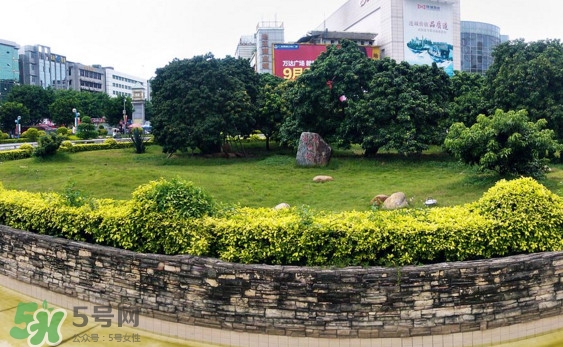 掛綠荔枝為什么這么出名？掛綠荔枝的由來(lái)和傳說(shuō)