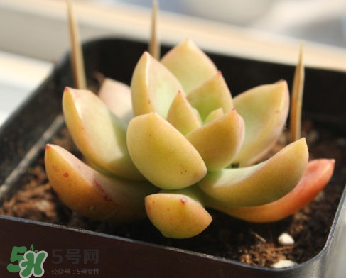 多肉植物能吃嗎？多肉植物哪些可以吃