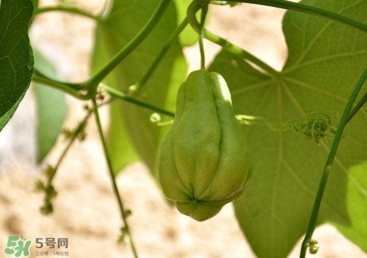 佛手瓜發(fā)芽了可以吃嗎？佛手瓜怎么吃？