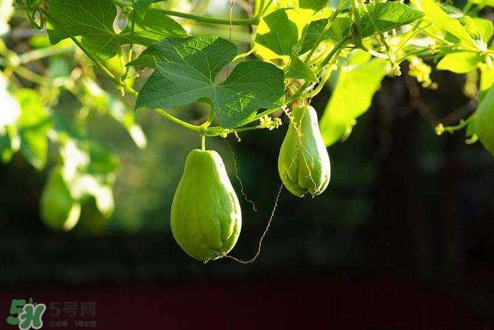 佛手瓜有沒有毒？佛手瓜吃了會(huì)致癌嗎？