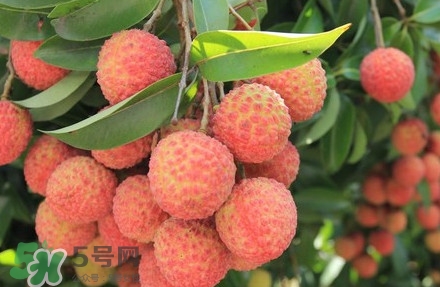 黑葉荔枝有什么特點？黑葉荔枝的功效