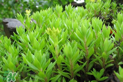 多肉植物能吃嗎？多肉植物哪些可以吃