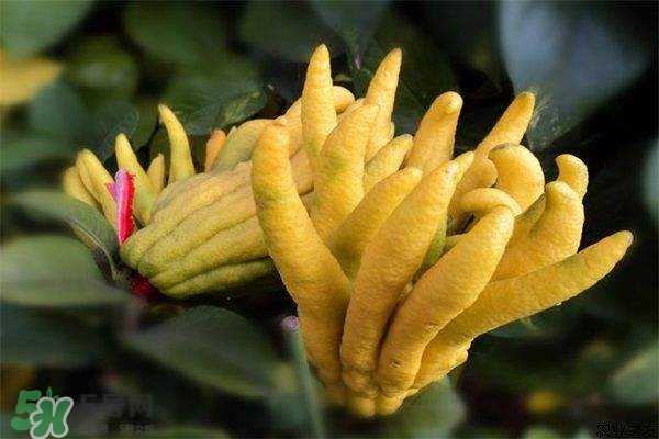 佛手與佛手瓜有什么區(qū)別？佛手與佛手鉗有什么區(qū)別