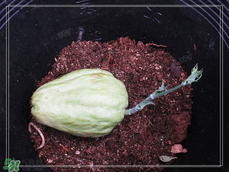 佛手瓜發(fā)芽了可以吃嗎？佛手瓜怎么吃？