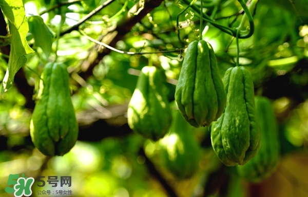 佛手與佛手瓜有什么區(qū)別？佛手與佛手鉗有什么區(qū)別