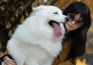 薩摩耶多少錢一只？小薩摩耶多少錢一只？