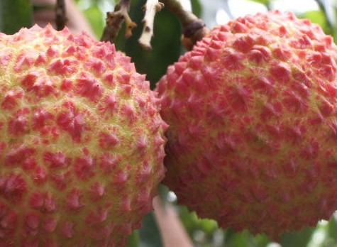 一顆掛綠荔枝樹大概產量多少？掛綠荔枝與妃子笑荔枝區(qū)別