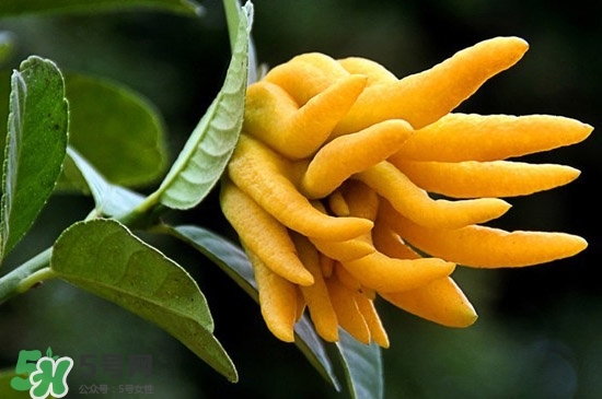 佛手與佛手瓜有什么區(qū)別？佛手與佛手鉗有什么區(qū)別