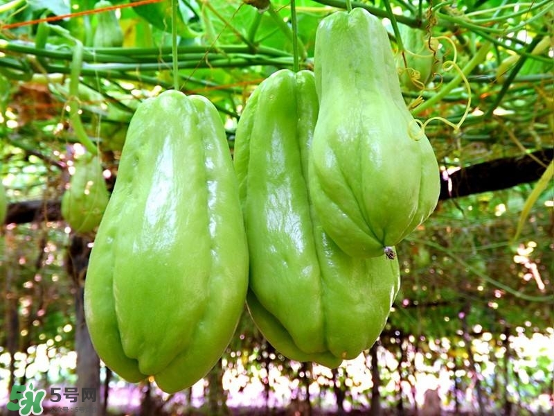 佛手瓜的皮能吃嗎？佛手瓜怎么做最好吃？