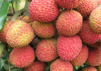 一顆掛綠荔枝樹(shù)大概產(chǎn)量多少？掛綠荔枝與妃子笑荔枝區(qū)別