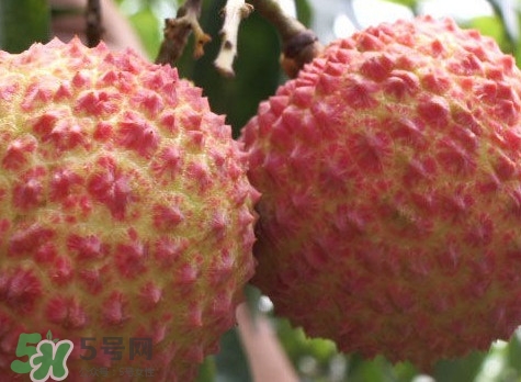 增城哪里可以摘荔枝？增城哪里有荔枝摘