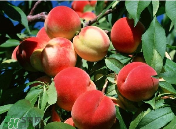 糖尿病人能吃桃子嗎？糖尿病人能吃什么水果？