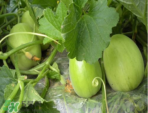 ?梨瓜怎么保存？?梨瓜可以放冰箱保鮮嗎？