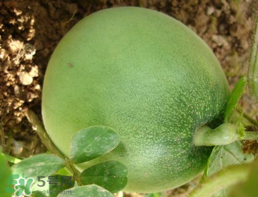 ?梨瓜怎么保存？?梨瓜可以放冰箱保鮮嗎？