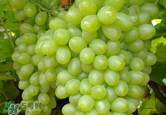 青提是轉(zhuǎn)基因嗎？青提怎么挑？