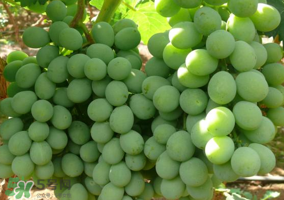 青提是轉(zhuǎn)基因嗎？青提怎么挑？