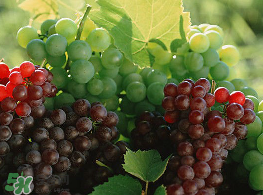 ?青提和葡萄有什么區(qū)別？?青提是葡萄嗎？